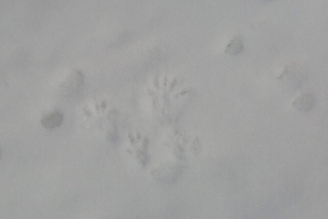 4.5 hours Snowshoe hike in Shiretoko five lakes - Forest tracks and the chance of wildlife