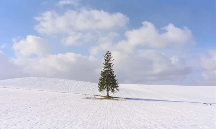 From Sapporo: Biei, Furano or Asahikawa Private Day Tour - Lunch is local, but the choice is yours