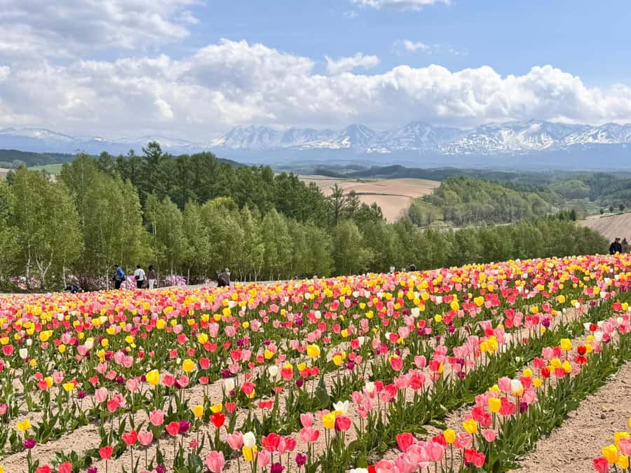 From Sapporo: Biei, Furano or Asahikawa Private Day Tour - The private driver makes the route practical