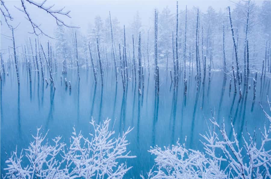 From Sapporo: Biei, Furano or Asahikawa Private Day Tour - Ningle Terrace gives the morning a different rhythm