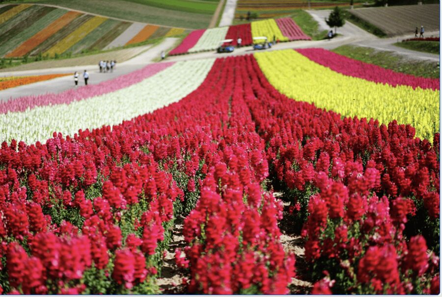 From Sapporo : Hokkaido Furano Tomita Farm Joiner Tour - Key points to know before booking
