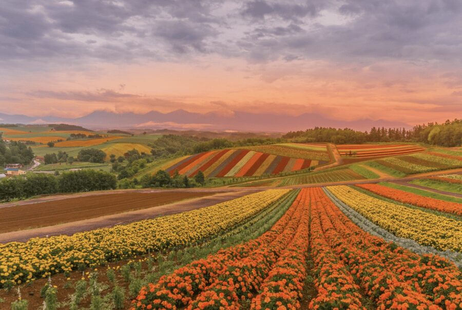 From Sapporo : Hokkaido Furano Tomita Farm Joiner Tour - Why this Sapporo to Furano day trip works