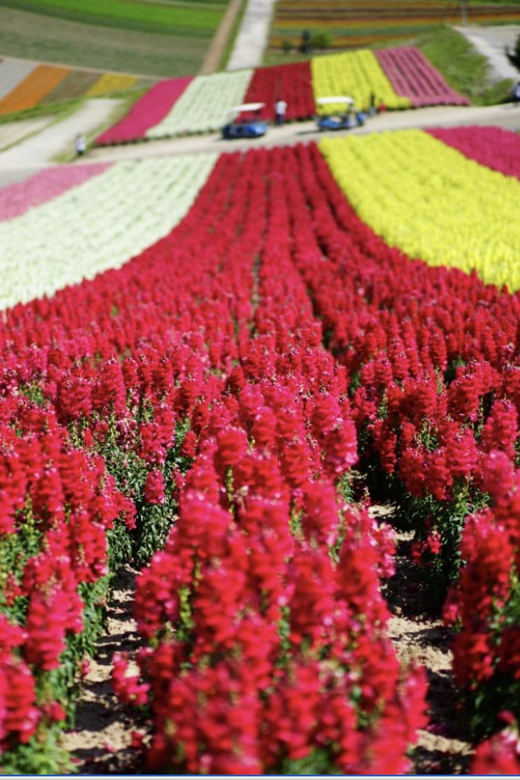 From Sapporo : Hokkaido Furano Tomita Farm Joiner Tour - Ningle Terrace, where the day turns woodland and handmade