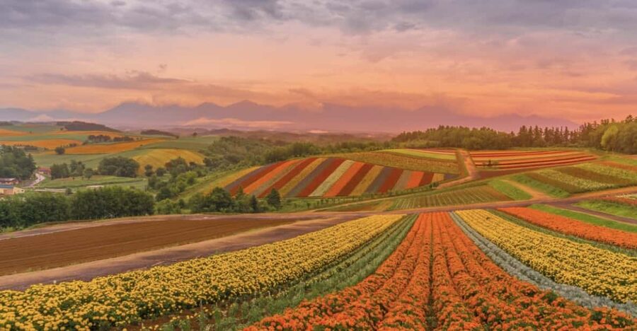 From Sapporo : Hokkaido Furano Tomita Farm Joiner Tour - Timing, comfort, and who should book