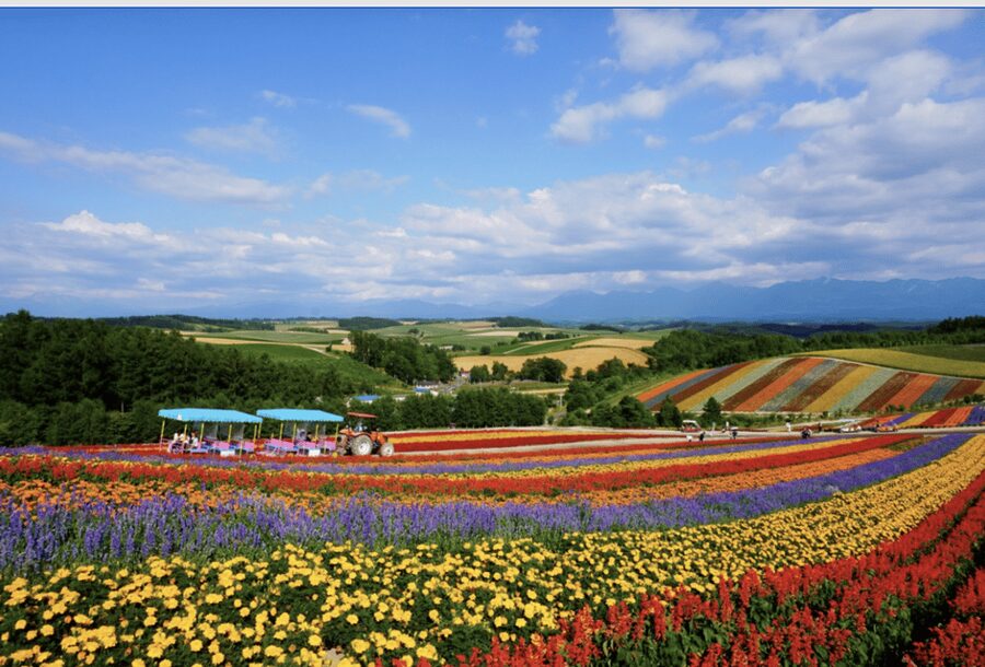 From Sapporo : Hokkaido Furano Tomita Farm Joiner Tour - The Roller Coaster Road and open Hokkaido views