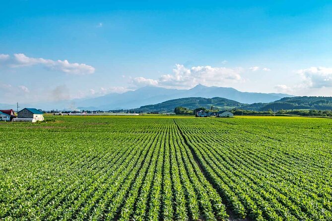 Furano & Biei 4 hour Tour: English Speaking Driver only, No Guide - Farm Tomita and the rainbow rows of Furano