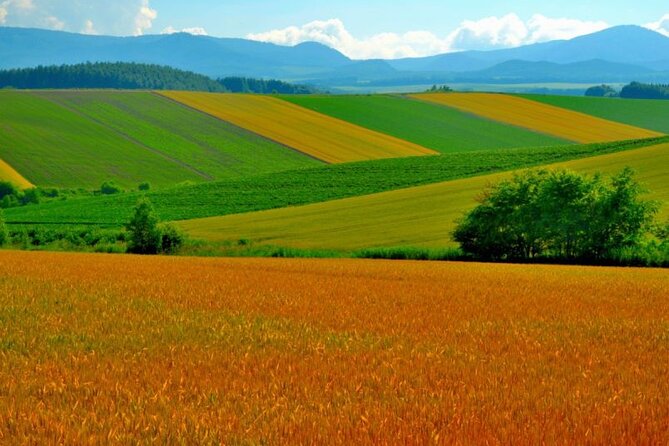 Furano & Biei 6 hour Tour: English Speaking Driver only, No Guide - Flower Land Kamifurano from June through September