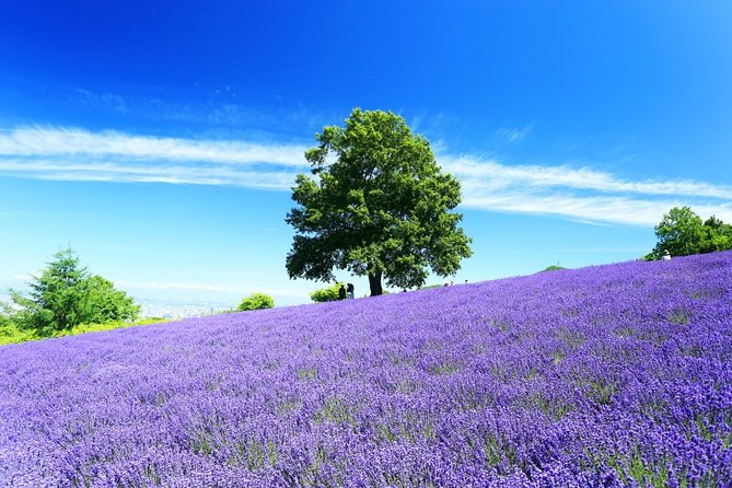 Furano & Biei 6 hour Tour: English Speaking Driver only, No Guide - Farm Tomita and Furano’s lavender tradition