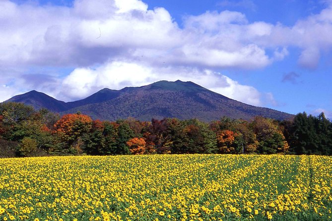 Furano & Biei Customised Private Day Tour (Up to 8 Pax/11 Hours) - Why private transport makes Furano and Biei easier