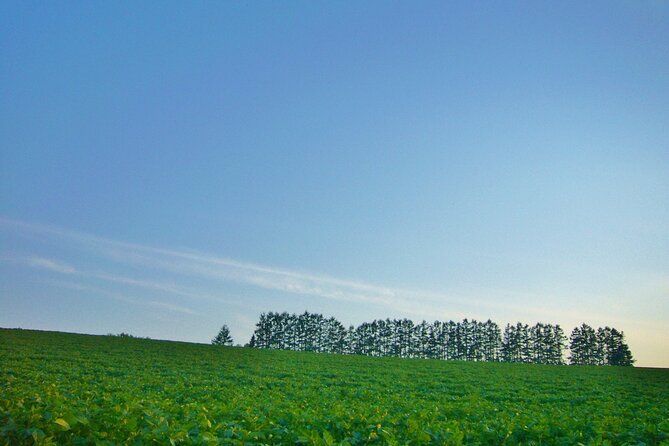 Furano Biei Tour Sapporo DEP: English Speaking Driver, No Guide - Biei’s flower hills at Zerubunoka Atomunooka