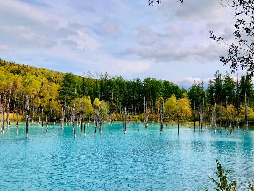 Hokkaido Asahiyama Zoo& Biei Blue pond Tour with Local Guide - What the bus ride means for your day