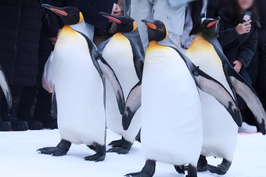 Hokkaido Asahiyama Zoo& Biei Blue pond Tour with Local Guide - Asahiyama Zoo and its glass penguin tunnel