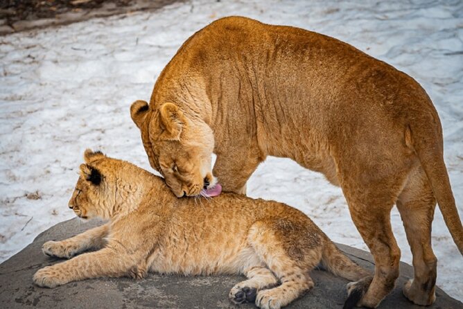 Hokkaido Asahiyama Zoo, Furano and Biei Bus Tour - How much value do you get for $85.20?