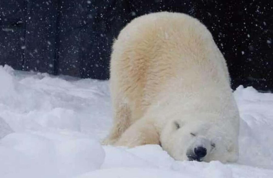 Hokkaido Asahiyama Zoo, Icebreaker GARINKO GO Sunset Tour - Key points to know before you book