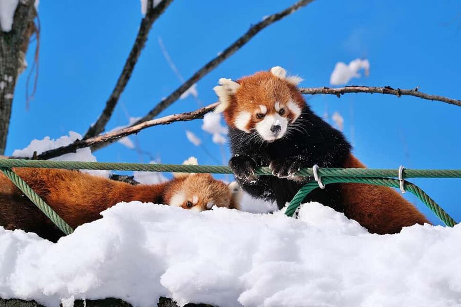 Hokkaido Asahiyama Zoo, Icebreaker GARINKO GO Sunset Tour - A practical break at Sunagawa Service Area