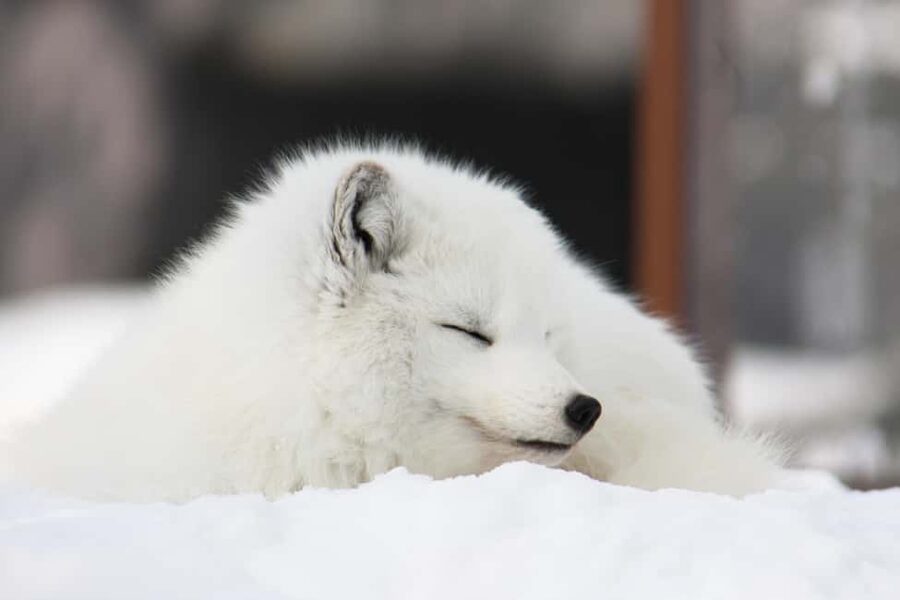 Hokkaido Asahiyama Zoo, Icebreaker GARINKO GO Sunset Tour - Two secret stops on the return