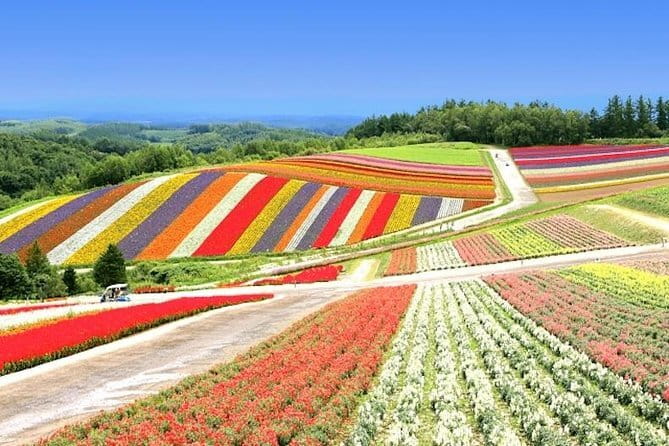 Hokkaido Day Trip From Sapporo: Asahiyama Zoo to Ningle Terrace - What the bus day feels like in practice
