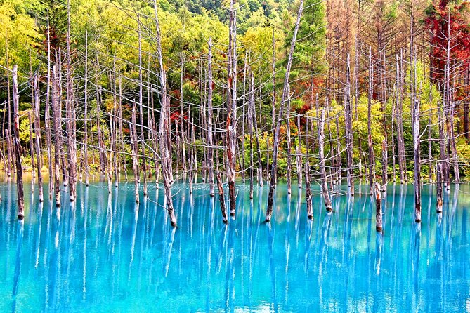 Hokkaido Highlights of Flower Blossom, Asahiyama Zoo& Blue pond「Aoi-ike」! - Famous trees and Biei’s patchwork fields