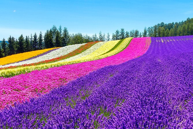 Hokkaido Highlights of Flower Blossom, Asahiyama Zoo& Blue pond「Aoi-ike」! - Asahiyama Zoo, the day’s longest stop