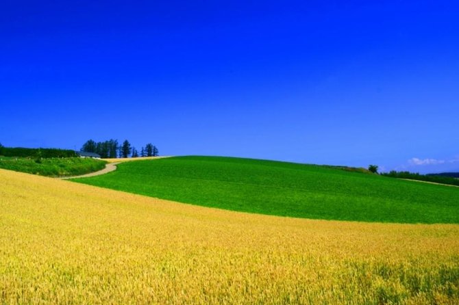 Hokkaido Highlights of Flower Blossom, Asahiyama Zoo& Blue pond「Aoi-ike」! - Craft cottages and the small-town flavor