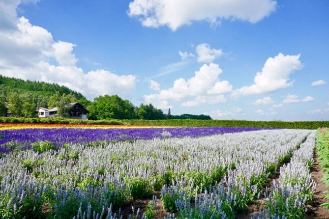 Hokkaido Highlights of Flower Blossom, Asahiyama Zoo& Blue pond「Aoi-ike」! - English guidance and the mixed group