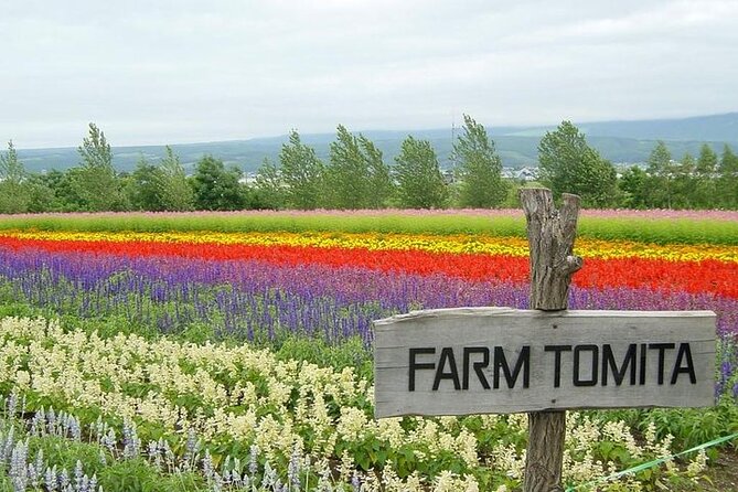 Hokkaido Highlights of Flower Blossom, Asahiyama Zoo& Blue pond「Aoi-ike」! - Farm Tomita and the timing of the flowers