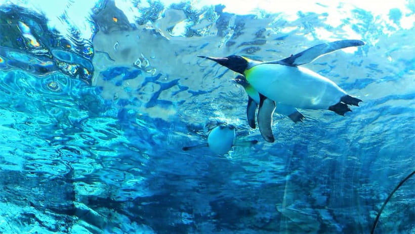 Hokkaido│Kurodake Ropeway, Asahiyama Zoo Autumn Leaves Tour - Key points at a glance