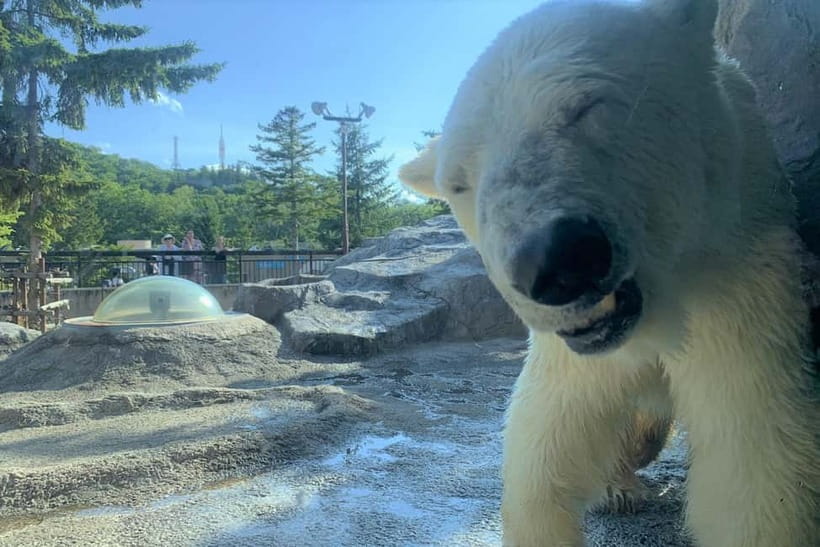 Hokkaido│Kurodake Ropeway, Asahiyama Zoo Autumn Leaves Tour - Asahikawa Ramen Village: choose your own lunch