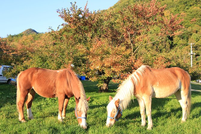 Horseback-Riding in a Country Side in Sapporo - Private Transfer is Included - The small details that make the outing work