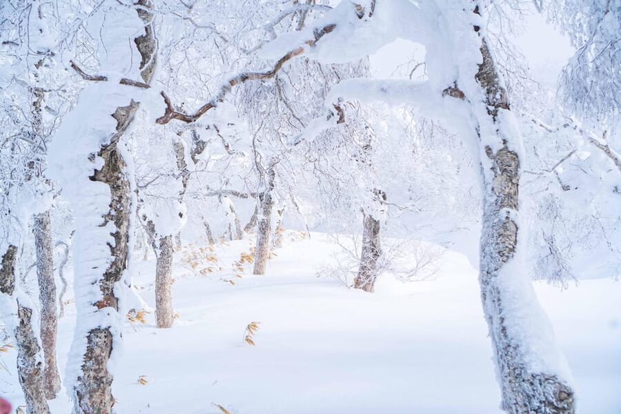 Noboribetsu: Orofure Pass Snowshoeing Tour - What the $154 price really covers