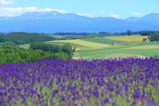 Private Car Tour of Furano and Biei in Hokkaido with Local Guide - Key points at a glance