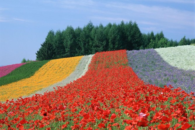Private Car Tour of Furano and Biei in Hokkaido with Local Guide - Blue Pond, where weather changes the color