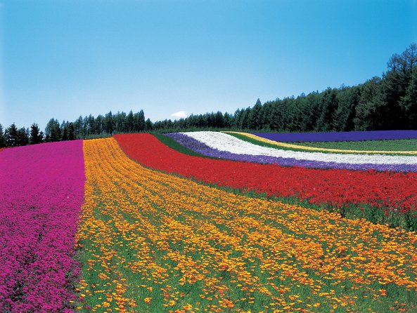 Private Car Tour of Furano and Biei in Hokkaido with Local Guide - The private guide and driver setup