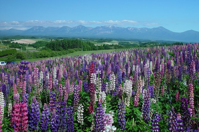 Private Car Tour of Furano and Biei in Hokkaido with Local Guide - Lunch, timing, and what to budget