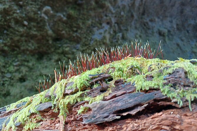 Private Day Trip of Lake Shikotsu and Moss Canyon - Why Lake Shikotsu makes a good Sapporo escape