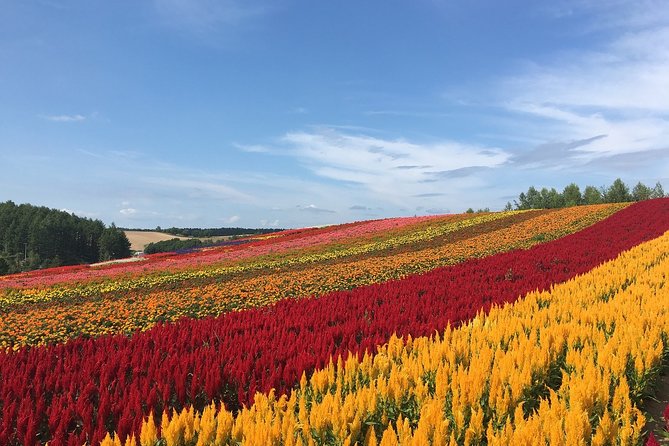 Private Hiace & Simple English Driver in Hokkaido(Sapporo Otaru Toya Furano) - Otaru, Toya, and a custom route