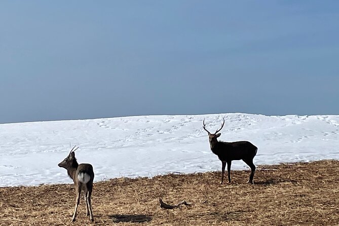 Private Snow Shoe Tour in Shiretoko National Park - The 26-Kilometer View from Road to Heaven
