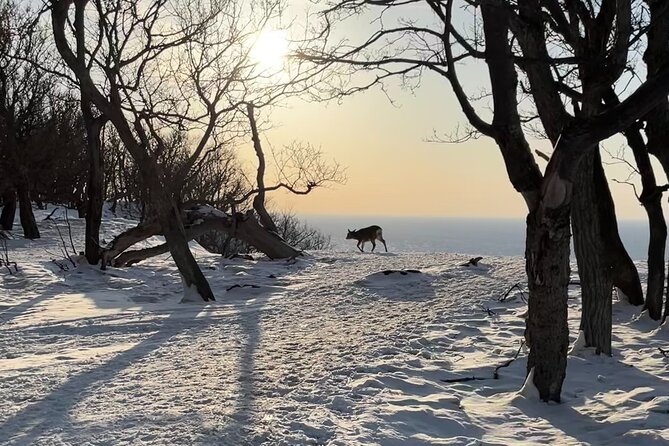 Private Snow Shoe Tour in Shiretoko National Park - Deer, Foxes, and the Chance for Wildlife