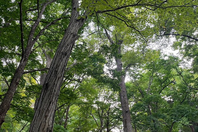 Private Temple Tour with Zazen Meditation - Starting among the trees at Maruyama Park