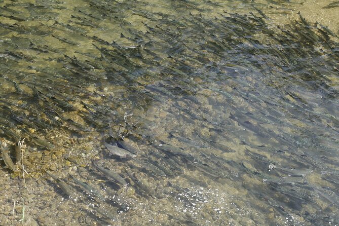 Salmon Watching Experience - Key points