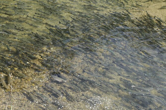 Salmon Watching Experience - Why Shiretoko’s returning salmon matter
