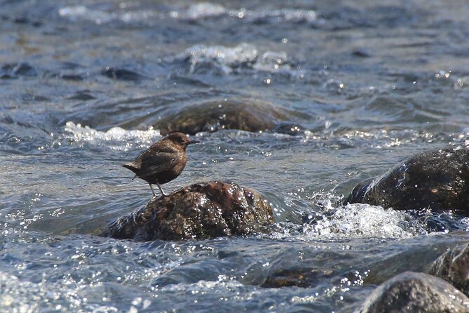 Salmon Watching Experience - Two river stops give the outing useful variety