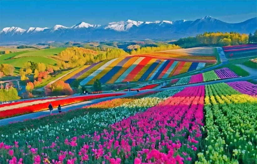 Sapporo: Furano Flower Sea & Biei Blue Pond Tour w/ Pickup - Key points to know before booking