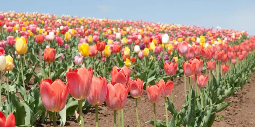 Sapporo: Furano Flower Sea & Biei Blue Pond Tour w/ Pickup - The long drive makes transport a real benefit