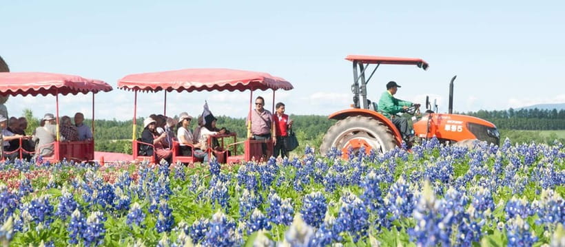Sapporo: Furano Flower Sea & Biei Blue Pond Tour w/ Pickup - Farm Tomita is Furano’s classic flower stop