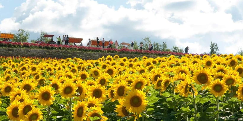 Sapporo: Furano Flower Sea & Biei Blue Pond Tour w/ Pickup - Is $77 good value for this full-day outing?