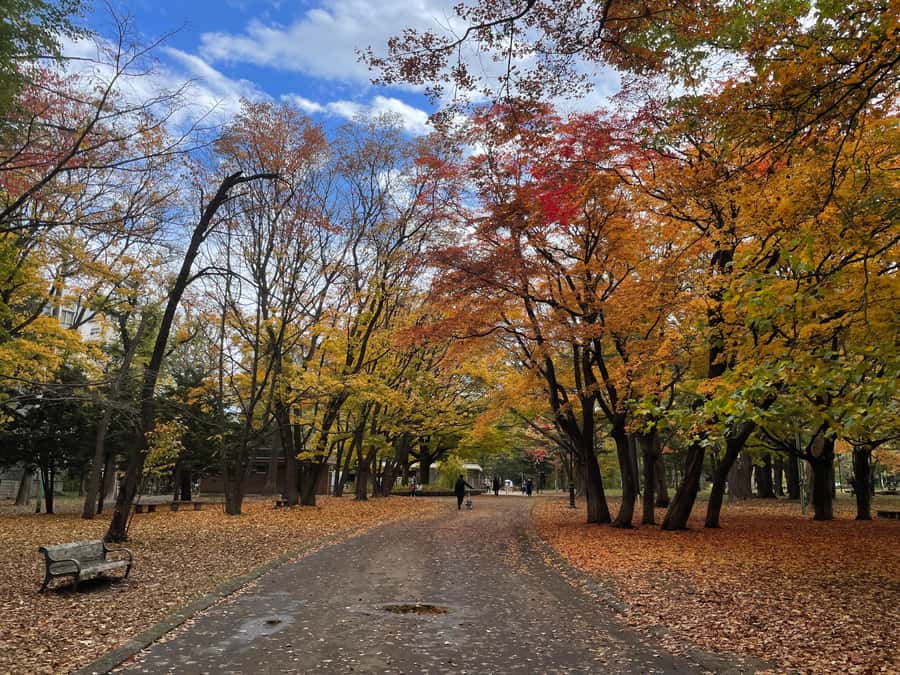 Sapporo: Hokkaido Shrine Tour with Rituals, History & Sweets - Who should book this shrine visit?