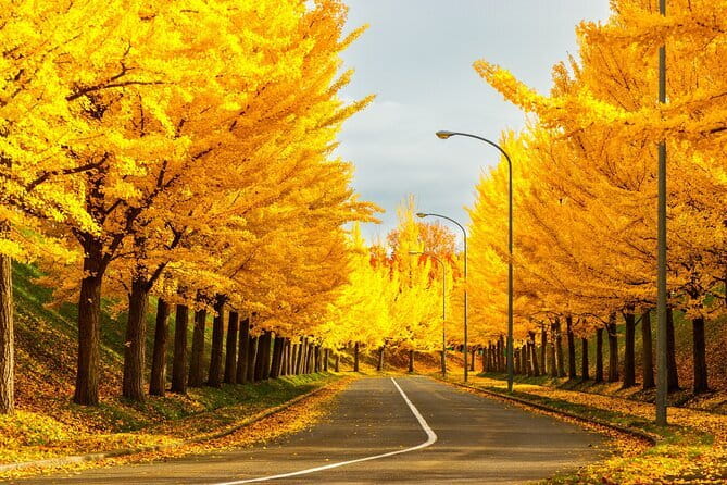 Sapporo privete tour: Royce Town, Autumn Foliage, Sunset Viewing - Toda Memorial Park: the main autumn color stop