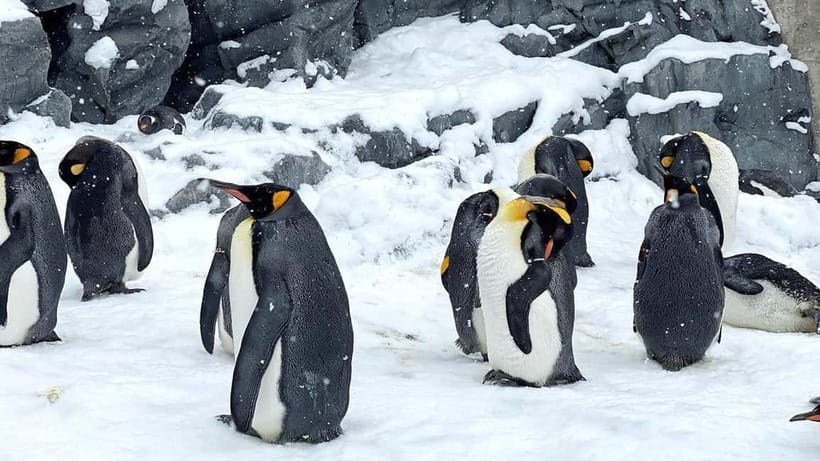Sapporo Winter : Asahiyama Zoo (Penguin Fun & Snowmobile) - Key points to know before booking