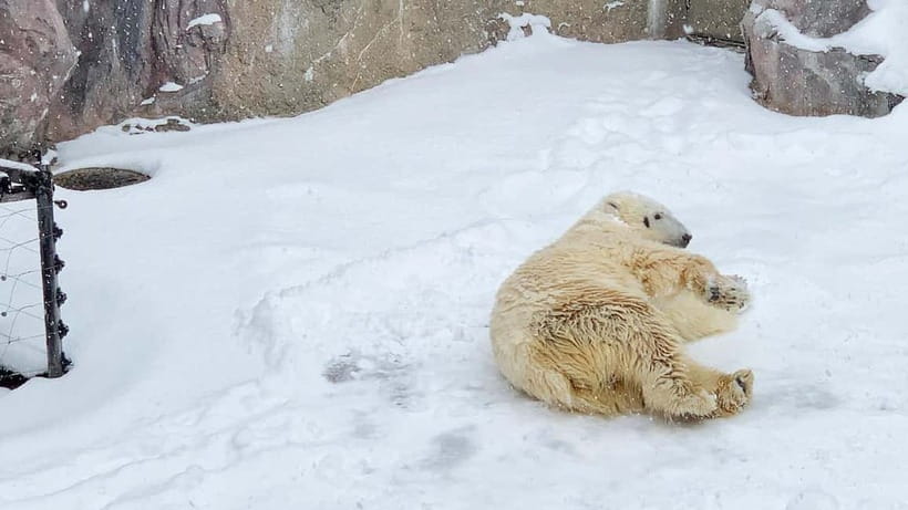 Sapporo Winter : Asahiyama Zoo (Penguin Fun & Snowmobile) - Shikisai-no-oka, snowfields, and the optional ride